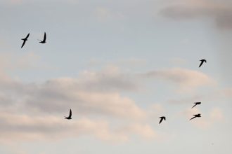 Kiek laiko paukščiai gali skristi nenusileisdami ant žemės