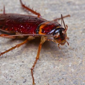 Mokslininkai atrado vabzdį, galintį išgelbėti nuo superinfekcijų
