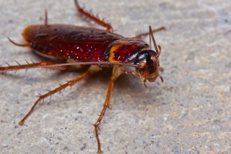 Mokslininkai atrado vabzdį, galintį išgelbėti nuo superinfekcijų