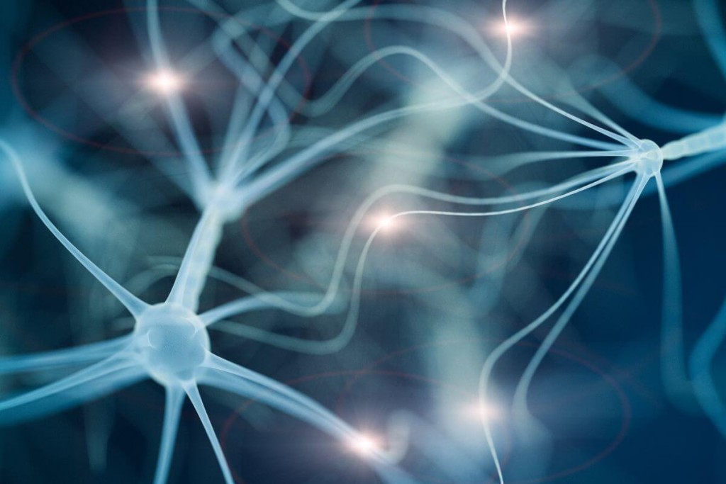 Neuroplastiškumas: ypatybės
