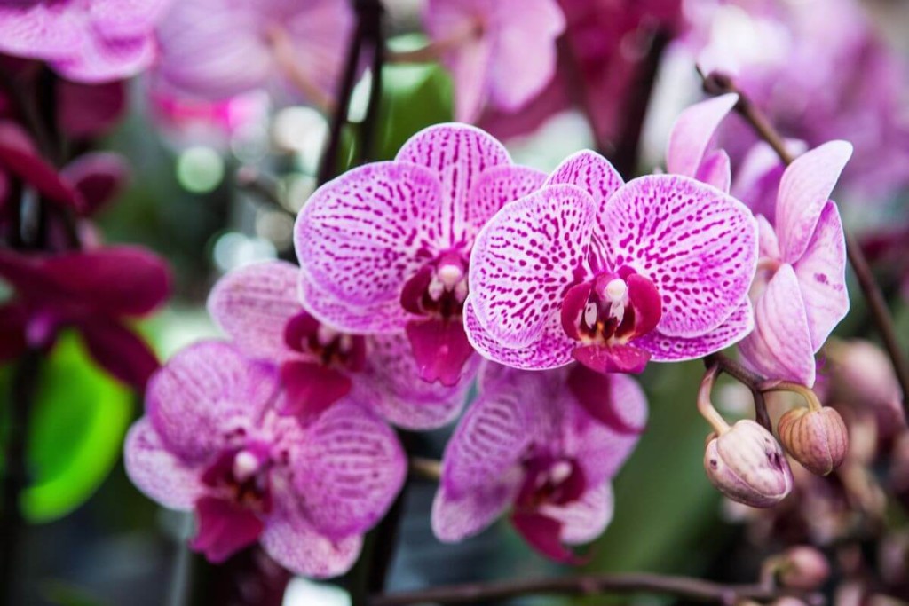 Orchidėjai atgaivinti reiks alaus