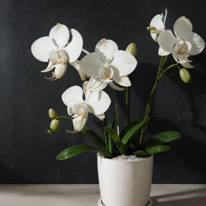 Orchidėjai atgaivinti reiks šio gėrimo - netikėta gudrybė
