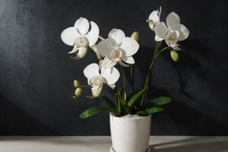 Orchidėjai atgaivinti reiks šio gėrimo - netikėta gudrybė