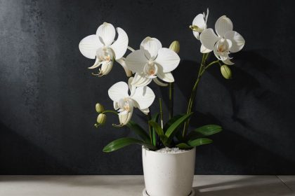 Orchidėjai atgaivinti reiks šio gėrimo - netikėta gudrybė