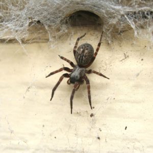 Vorai namuose