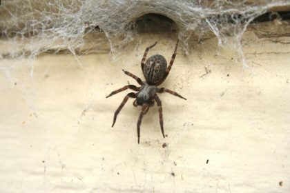 Vorai namuose