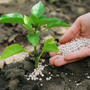 6 natūralūs augalų augimo skatinimo būdai be chemikalų