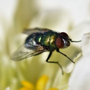 7 augalai, kurie natūraliai apsaugos nuo musių