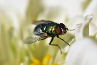 7 augalai, kurie natūraliai apsaugos nuo musių