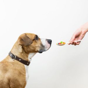 Ar papildomi vitaminai augintiniams būtini?