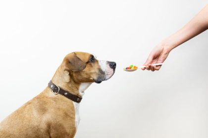 Ar papildomi vitaminai augintiniams būtini?