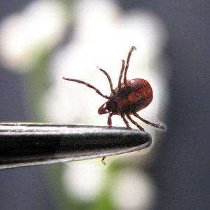 Gamtoje - erkių pagausėjimas. Priminimas, ką būtina daryti, kad apsisaugoti