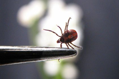 Gamtoje - erkių pagausėjimas. Priminimas, ką būtina daryti, kad apsisaugoti
