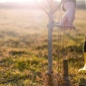 Kada geriausia balinti medžius? Pavasarį, vasarą ar rudenį?