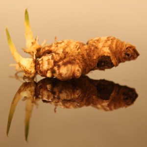 Kaip užauginti imbierą?