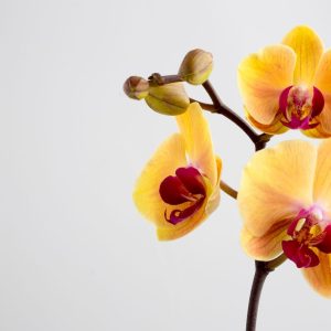 Ko orchidėjai reikia labiausiai?