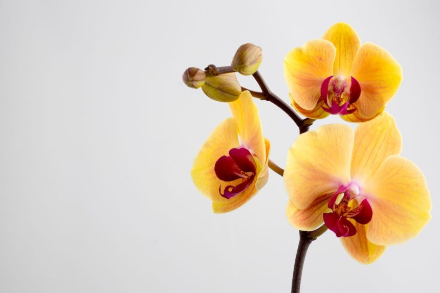 Ko orchidėjai reikia labiausiai?