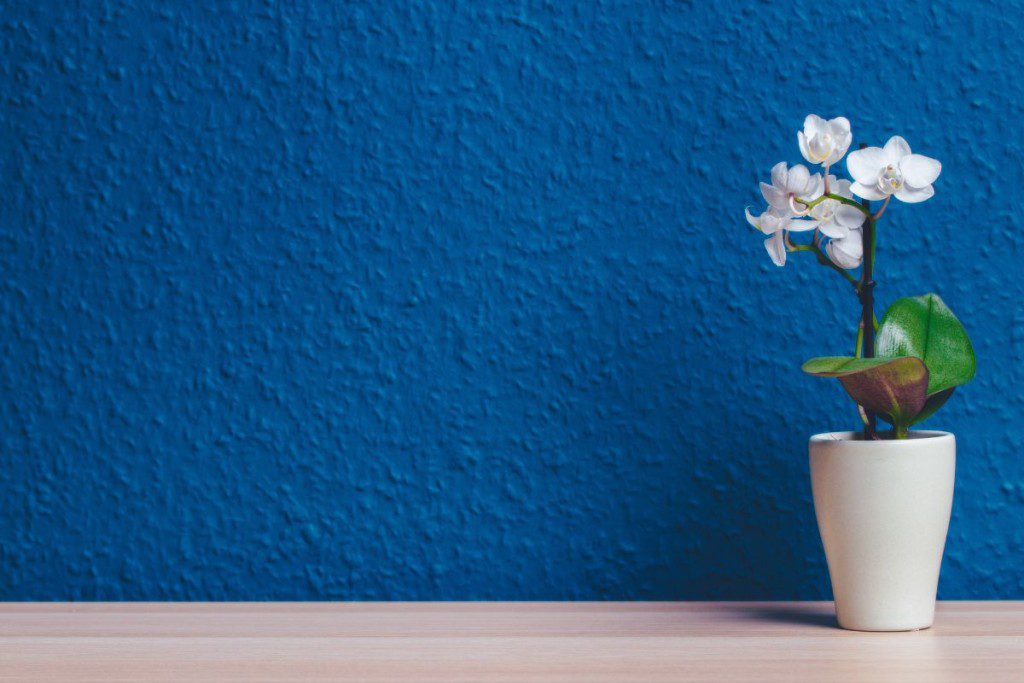 Ko orchidėjai reikia labiausiai? Tinkamas substratas