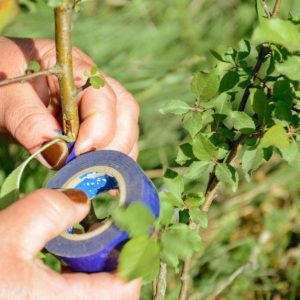 Lipni juosta ant medžio kamieno - veiksminga priemonė ar mitas?