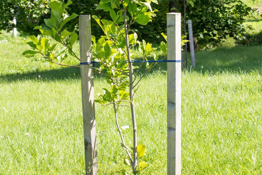 Lipni juosta ant medžio kamieno - veiksminga priemonė ar mitas? Gali pakenkti jauniems medeliams