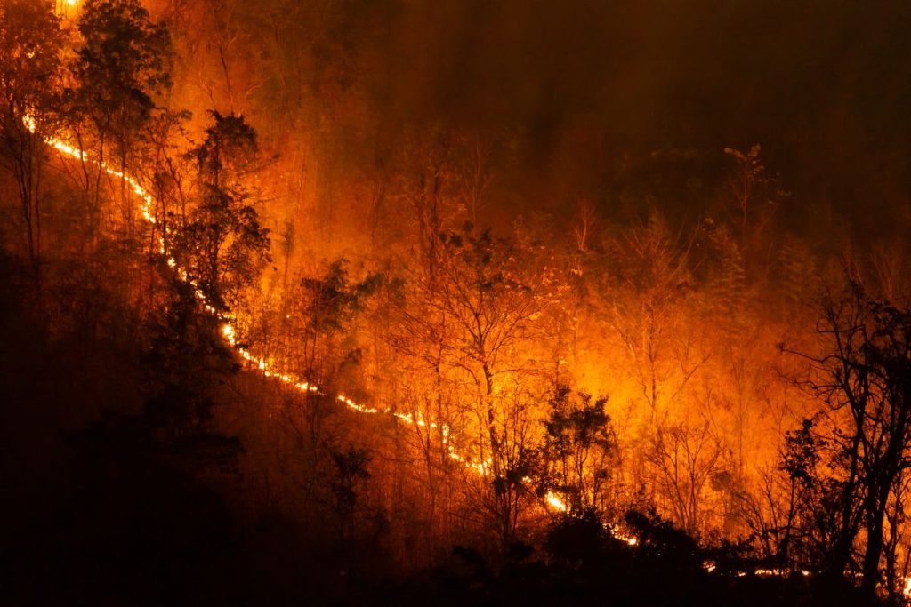 Naujovės miškų gaisrų valdyme. Klimato kaitos pasėkmės