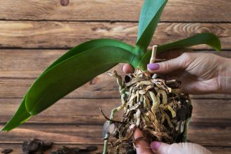 Orchidėja. Orchidėjos šaknų atstatymas