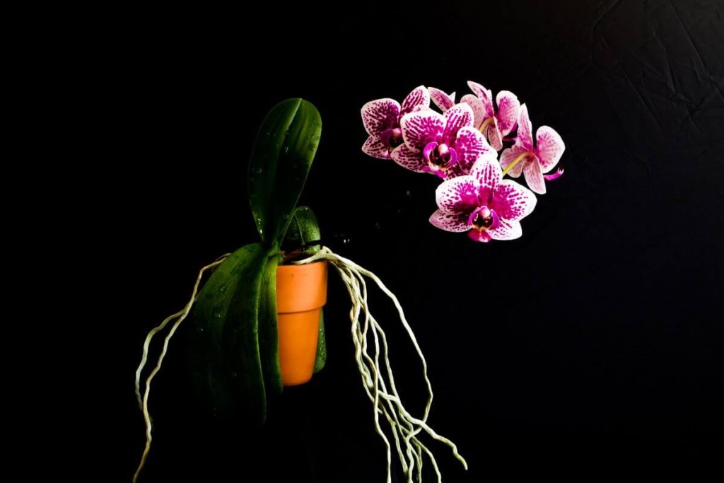 Orchidėja. Orchidėjos šaknų laistymas kopūstų sultimis