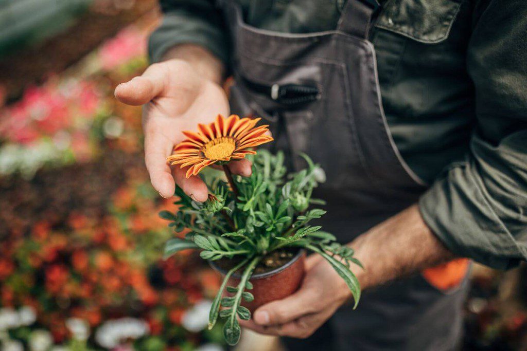 Populiariausios gėlės lietuvių namuose. Gerbera
