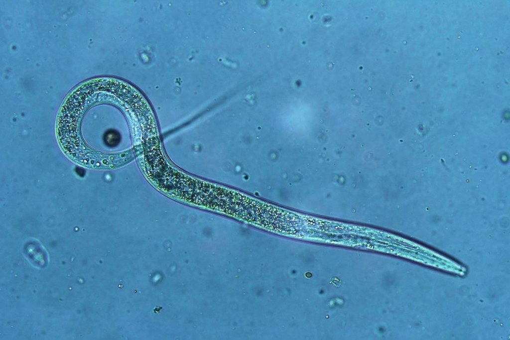 Šios priemonės padės atsikratyti grambuolių iš sodo akimirksniu. Nematodai