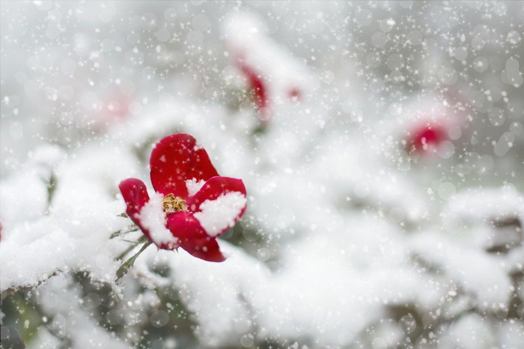 Sniegas iškritęs vasarą. Netikėti meteorologiniai reiškiniai Lietuvoje. Sniegas vasarą