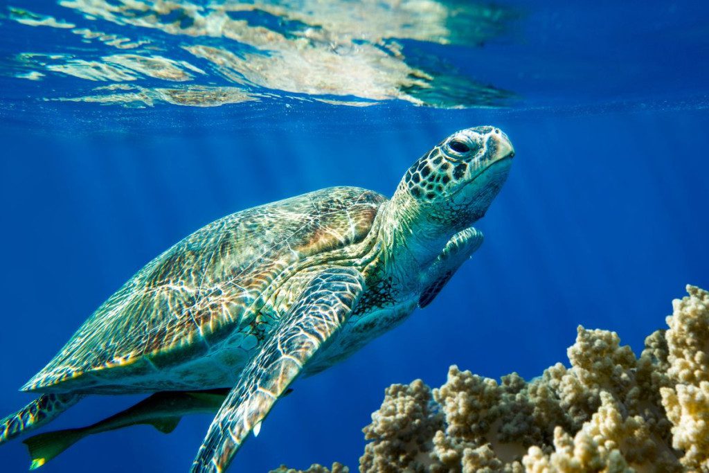 Štai 5 vietos Europoje, kur jūsų laukia nuostabus paviršinis nardymas. Caretta vėžliai. Zakinto jūrų parkas.