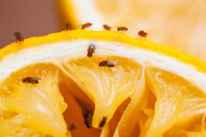 Vaisinės muselės. 4 veiksmingi patarimai kaip su jomis kovoti