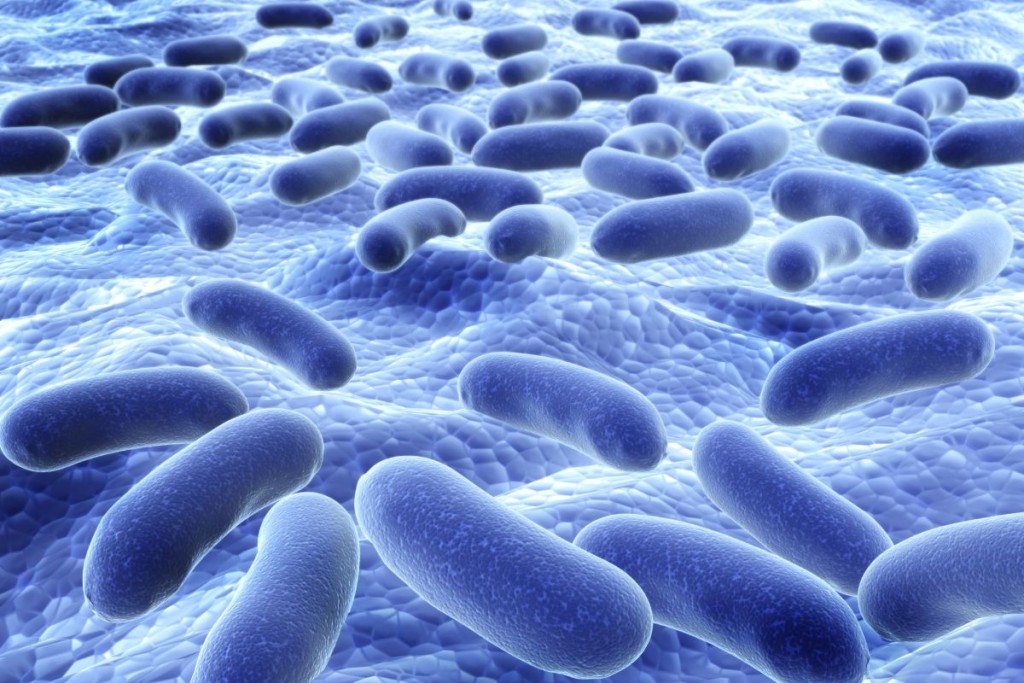 Virtuvės kempinėlės kaupia daugiau bakterijų