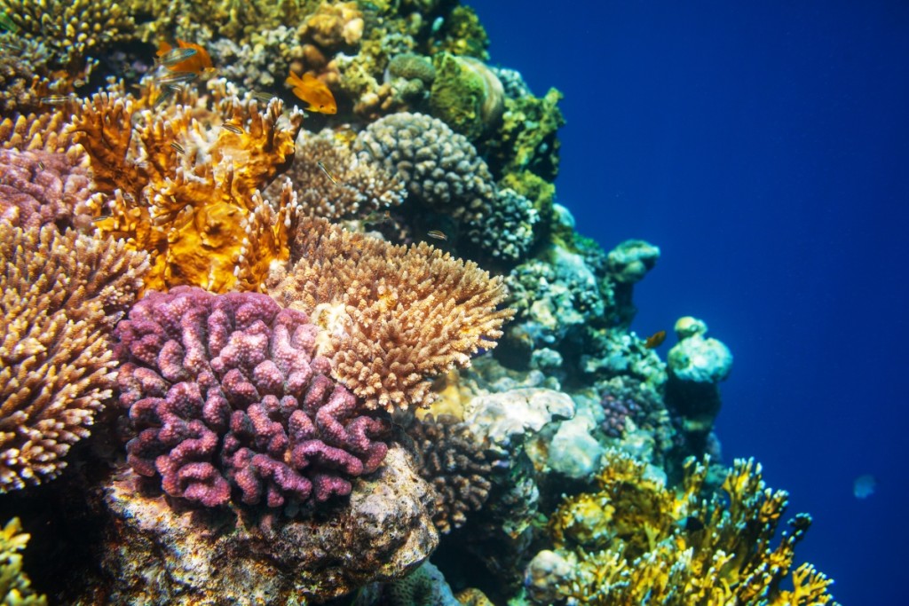 Canva nuotrauka