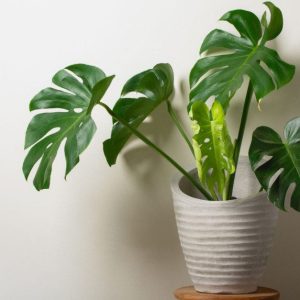 Monstera augalai – egzotinė žaluma jūsų namuose: kaip prižiūrėti?