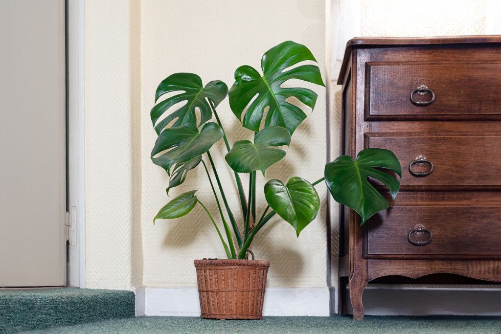 Monstera augalai ir laistymas