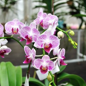 Orchidėjos atsigaus dėl šių gudrybių
