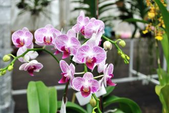 Orchidėjos atsigaus dėl šių gudrybių