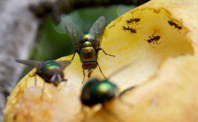 5 augalai vorams, skruzdėms, musėms atbaidyti