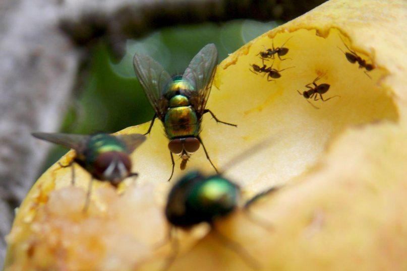 5 augalai vorams, skruzdėms, musėms atbaidyti