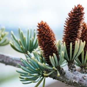 5 dailūs spygliuočiai jūsų stilingam sodui