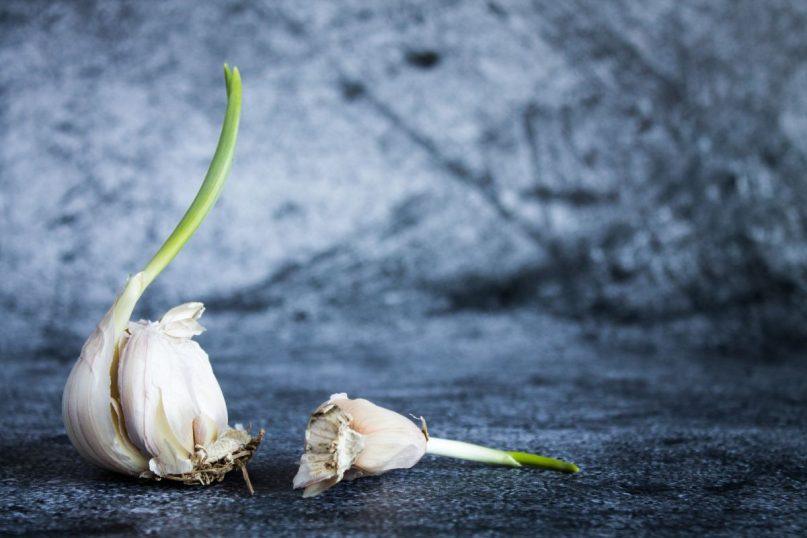 Ar galima valgyti sudygusį česnaką? Atsakymas išties nustebins