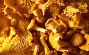 Pasitikrinkite ar gerai pažįstate grybus. Šį grybą painioja net ir patyrę grybautojai