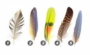 Asmenybės testas: išsirinkite plunksną. Kokie jūsų socialiniai įgūdžiai?Abmeyerwood.com