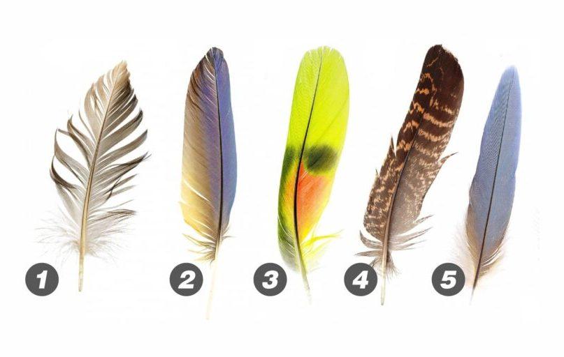Asmenybės testas: išsirinkite plunksną. Kokie jūsų socialiniai įgūdžiai?Abmeyerwood.com