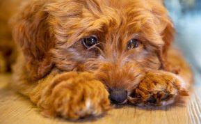 Augintiniai serga depresija, kada kreiptis į veterinarą?