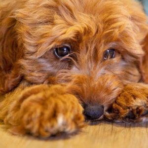 Augintiniai serga depresija, kada kreiptis į veterinarą?