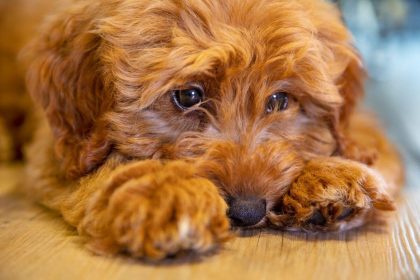 Augintiniai serga depresija, kada kreiptis į veterinarą?