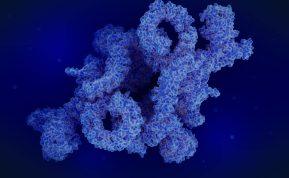 Autofagija, kas tai ir kaip ją suaktyvinti?