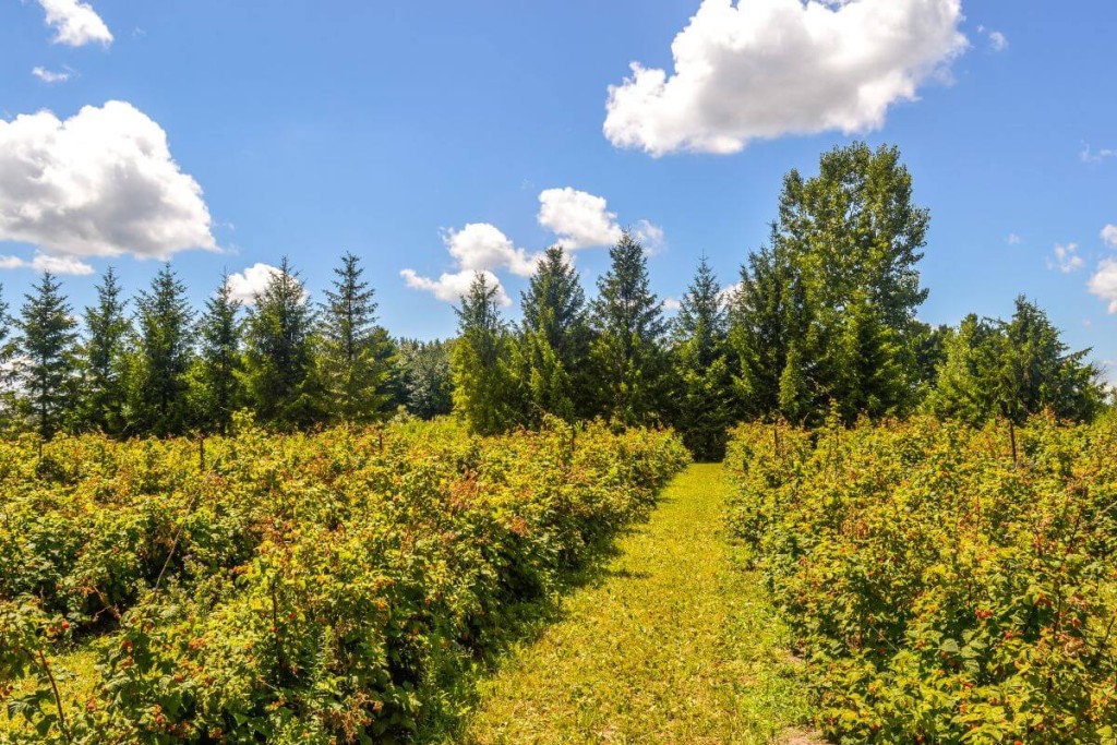 Avietės. Aviečių auginimo vieta. Aviečių priežiūra